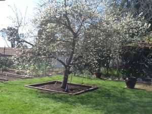 Italian Plum Tree