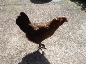 Cleo, my Easter Egger