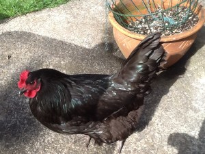 Blackie , the toe pecker