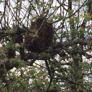 Bee Swarm