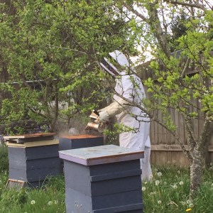 Son of 'Beeman of Seatac'